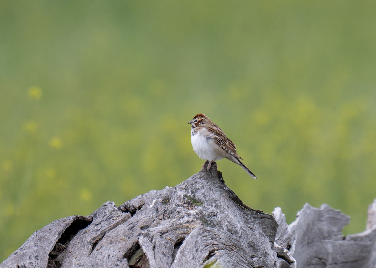 Lark Sparrow - ML637160497