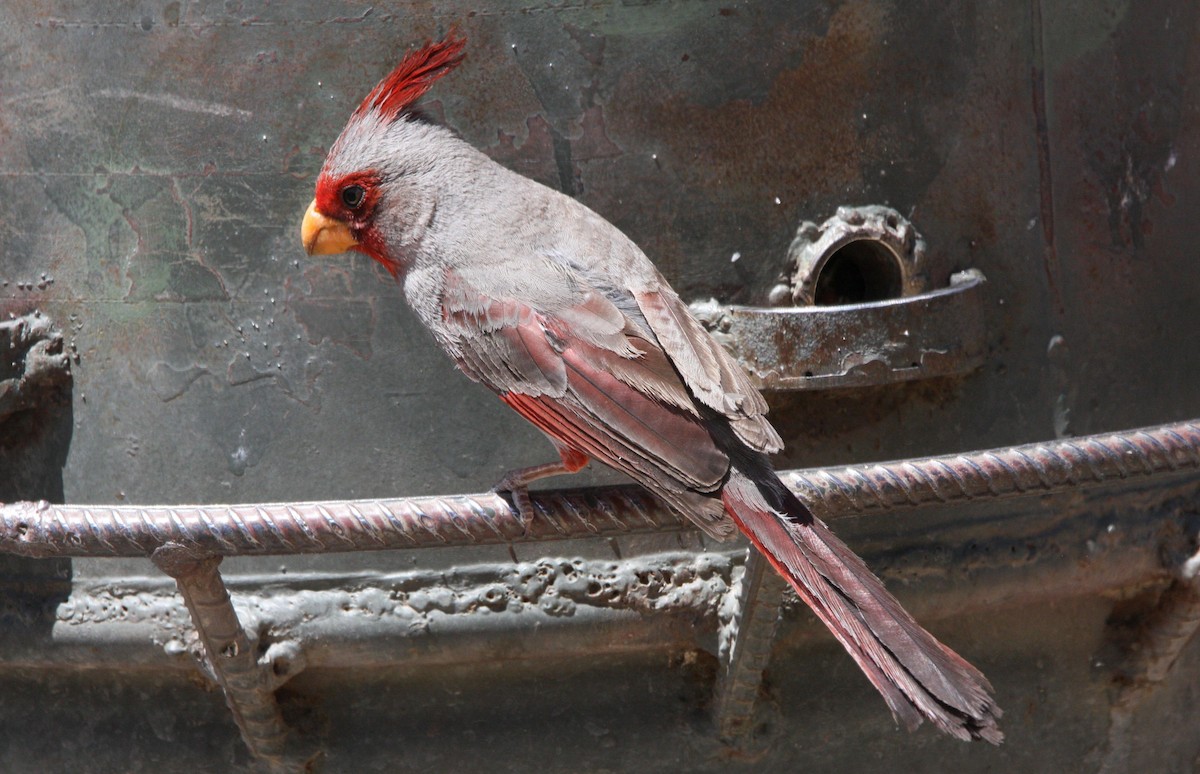 Pyrrhuloxia - ML637160535