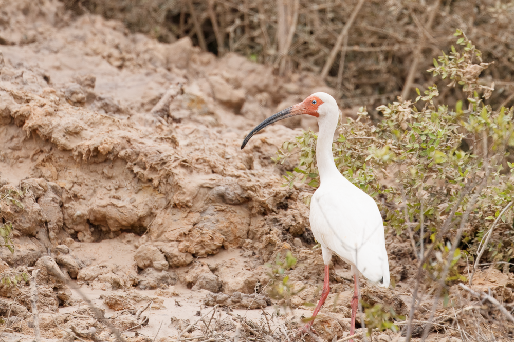 White Ibis - ML637160558