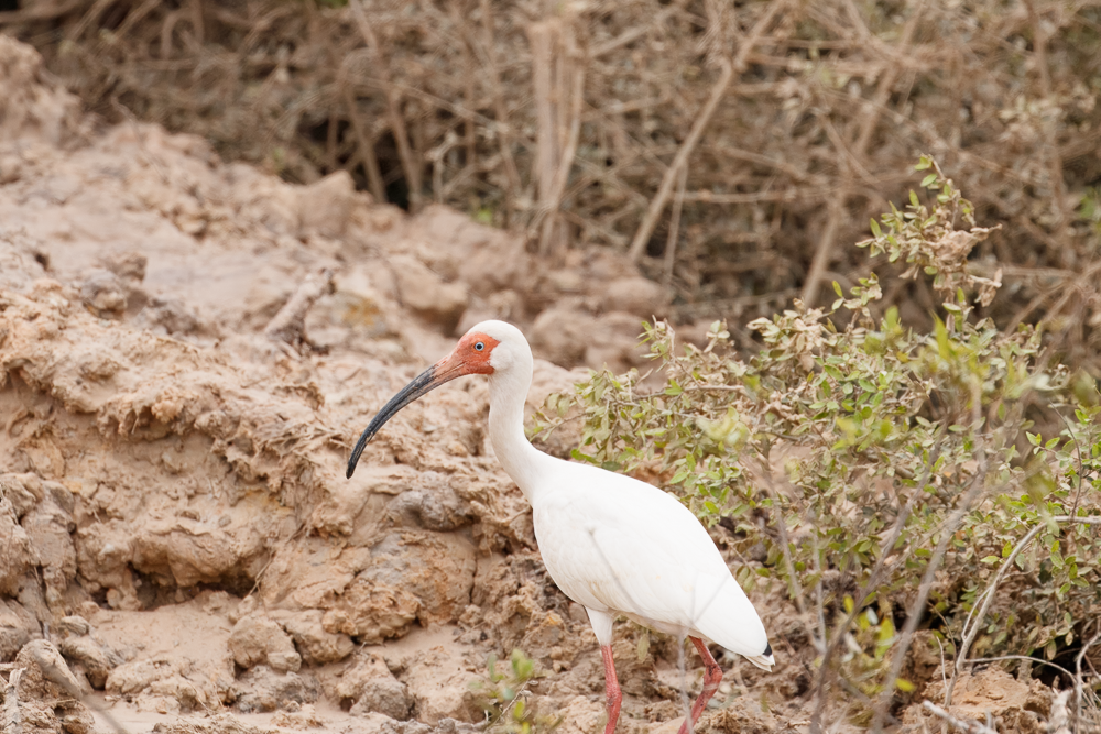 White Ibis - ML637160560