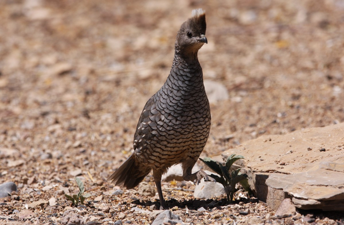 Scaled Quail - ML637160603