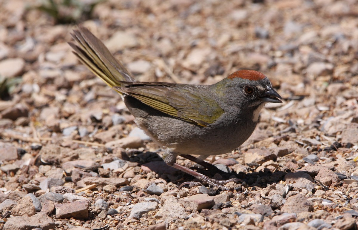 Green-tailed Towhee - ML637160631