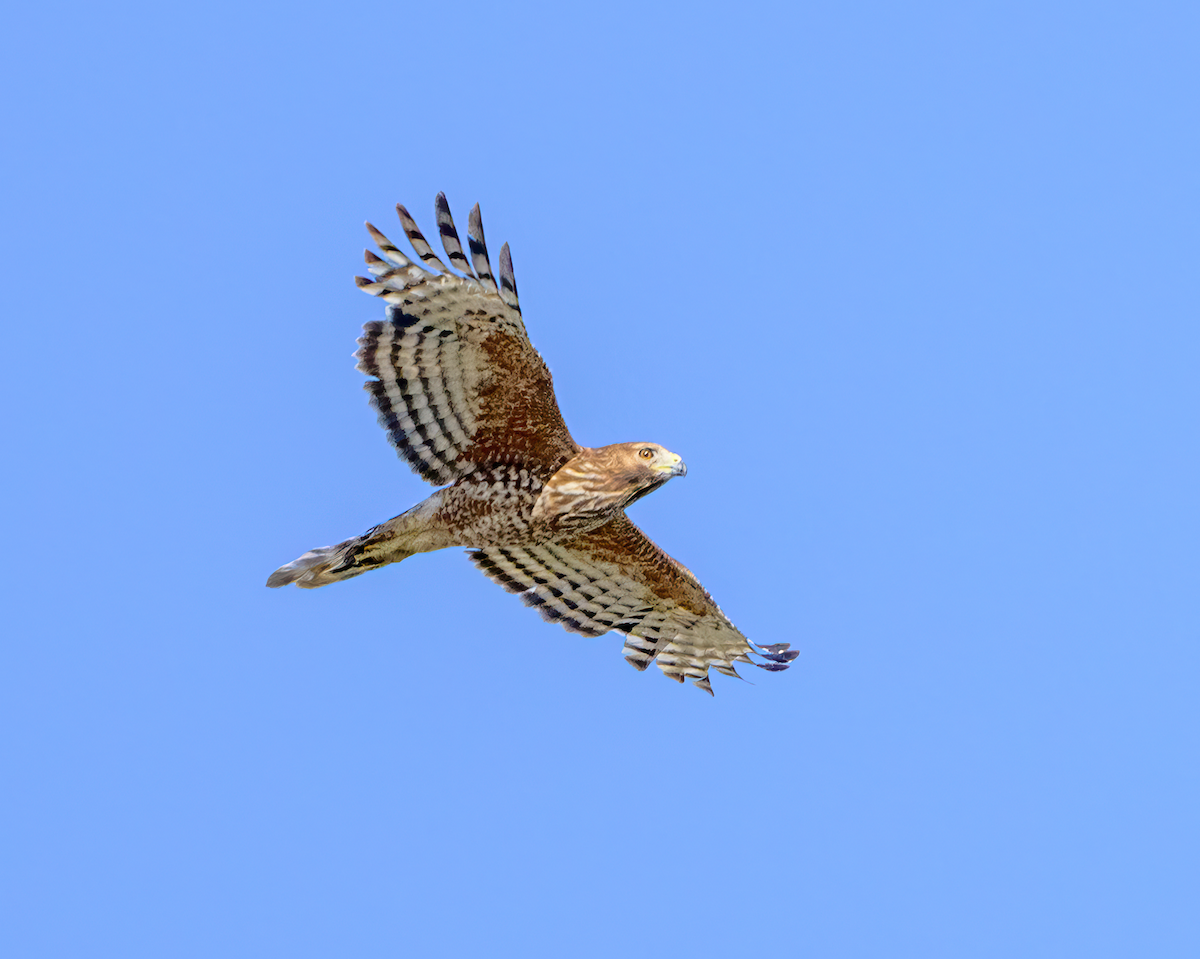 Red-shouldered Hawk - ML637160653