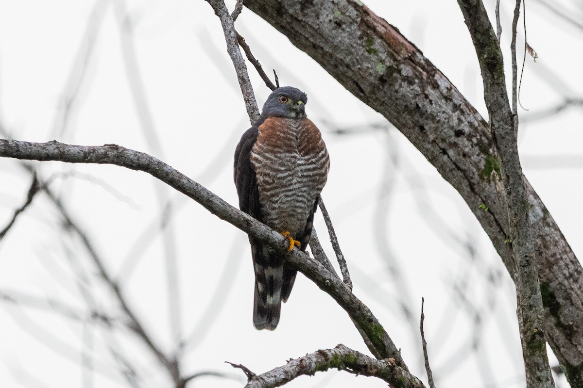 Double-toothed Kite - ML637160673