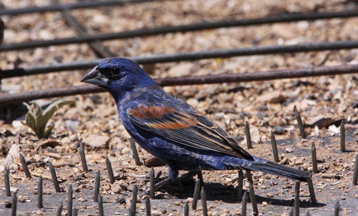 Blue Grosbeak - ML637160771