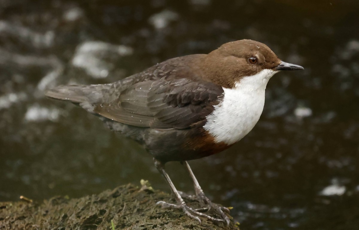 White-throated Dipper - ML637160802