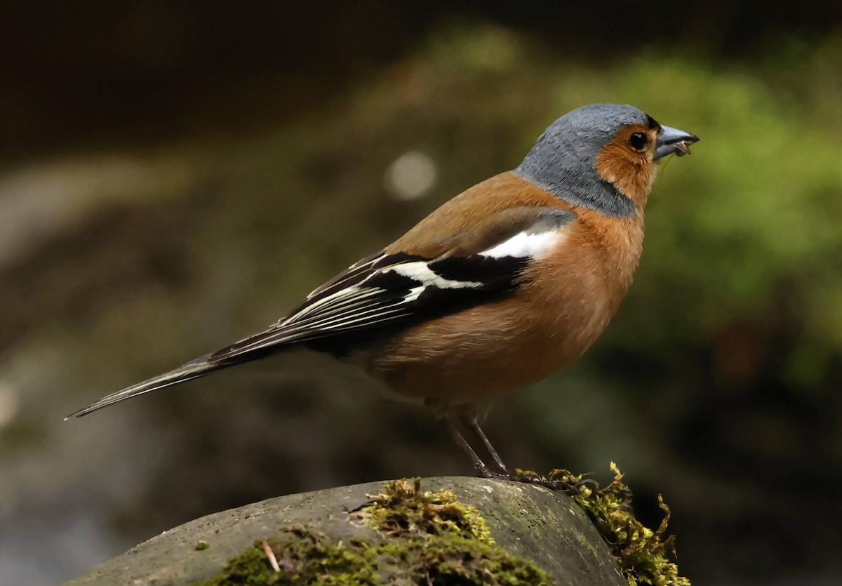Common Chaffinch - ML637160816