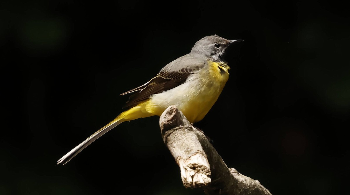 Gray Wagtail - ML637160828