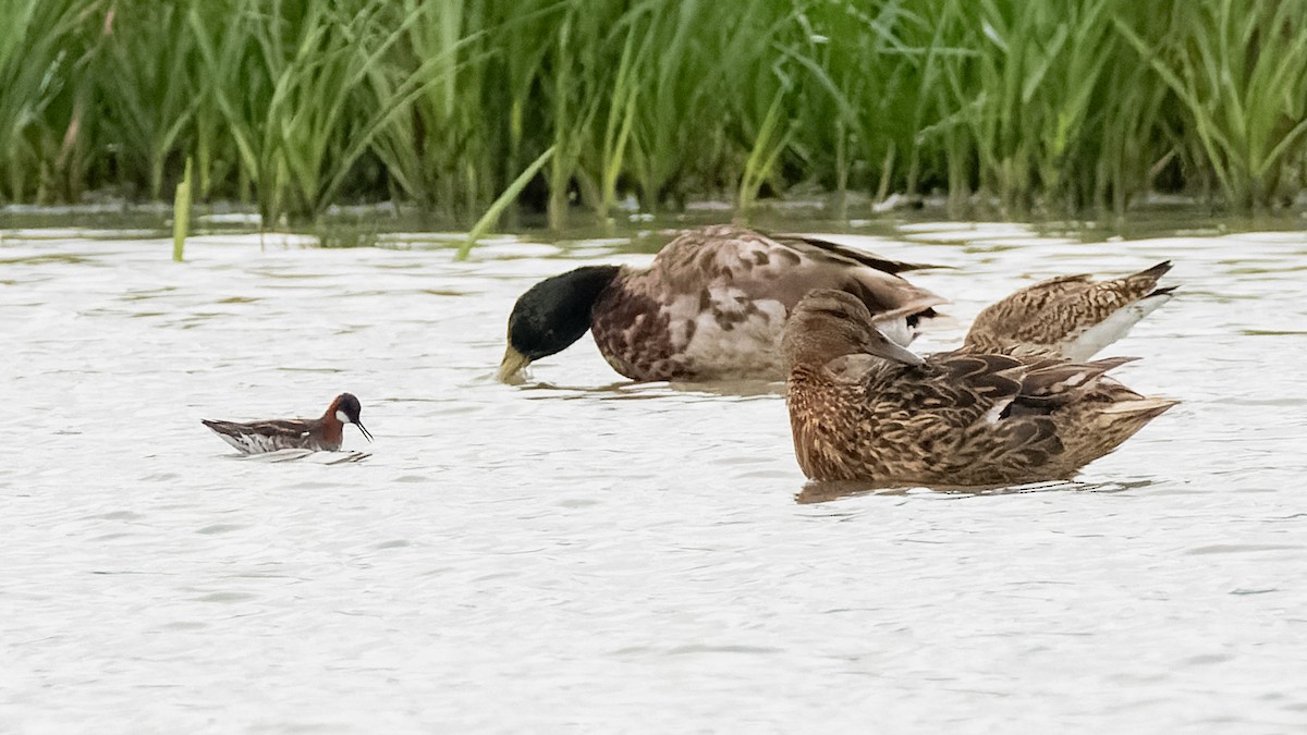 Red-necked Phalarope - ML637160891