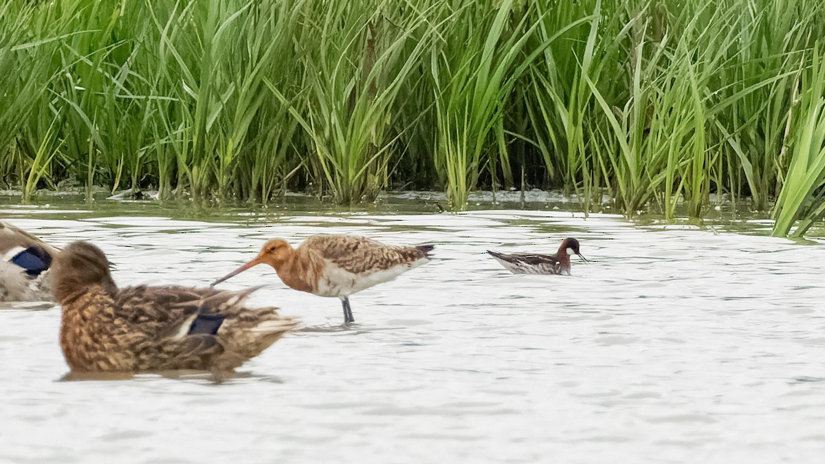 Red-necked Phalarope - ML637160893