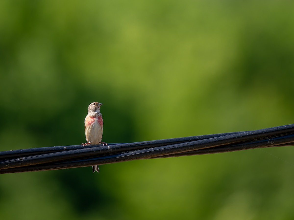 Eurasian Linnet - ML637160931