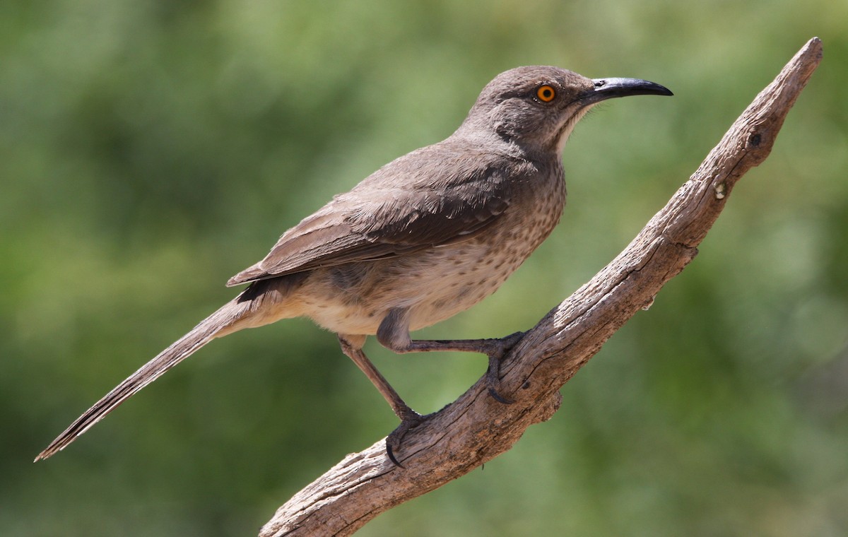 Curve-billed Thrasher - ML637160937