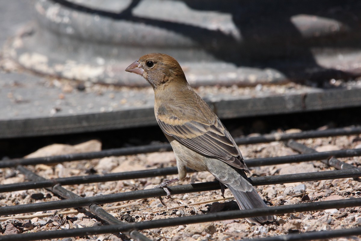 Blue Grosbeak - ML637160994