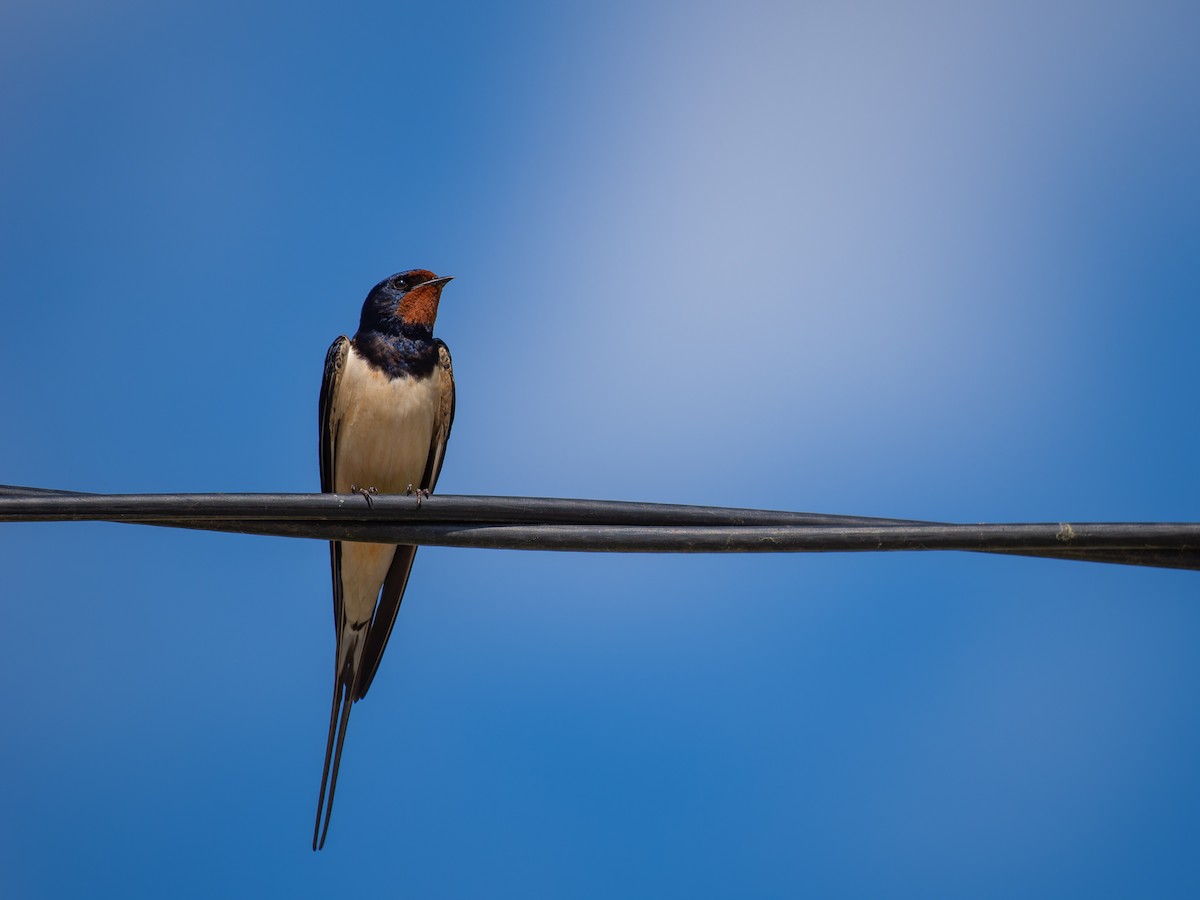 Barn Swallow - ML637161002