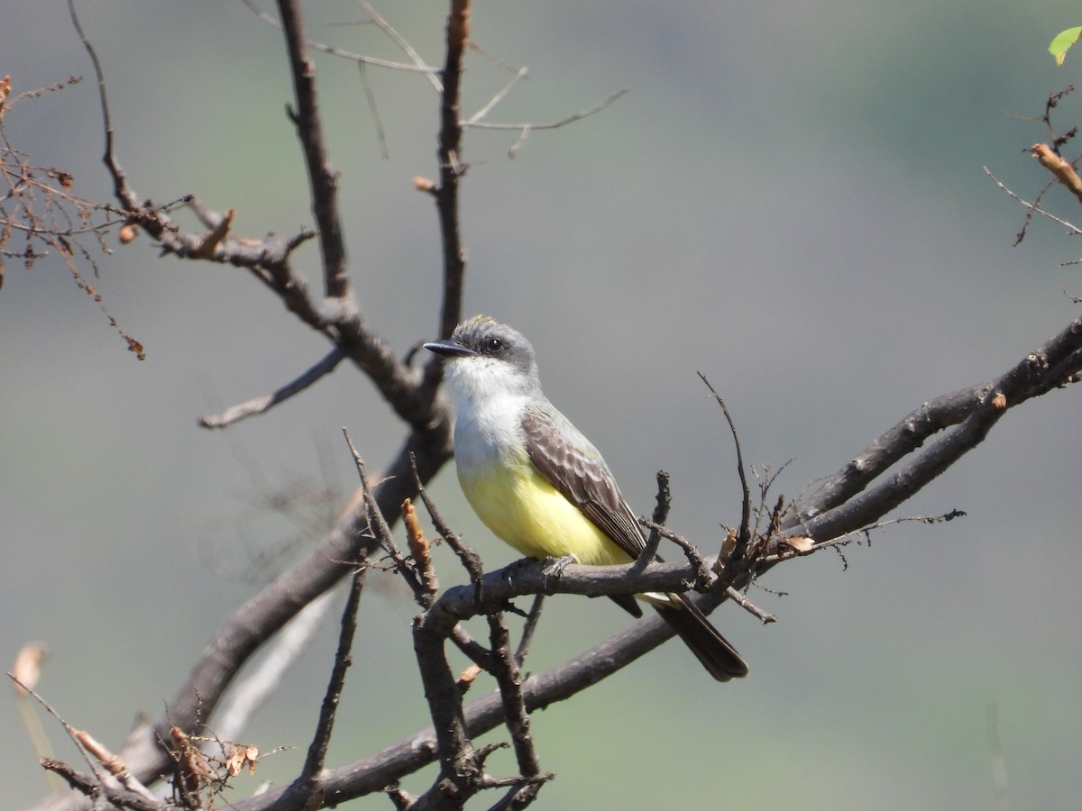 Snowy-throated Kingbird - ML637161025