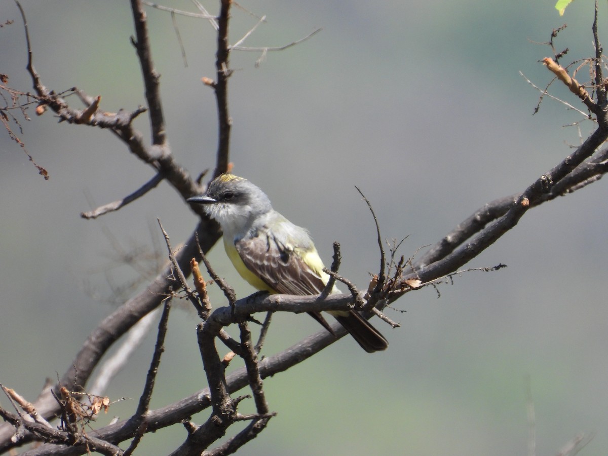 Snowy-throated Kingbird - ML637161026