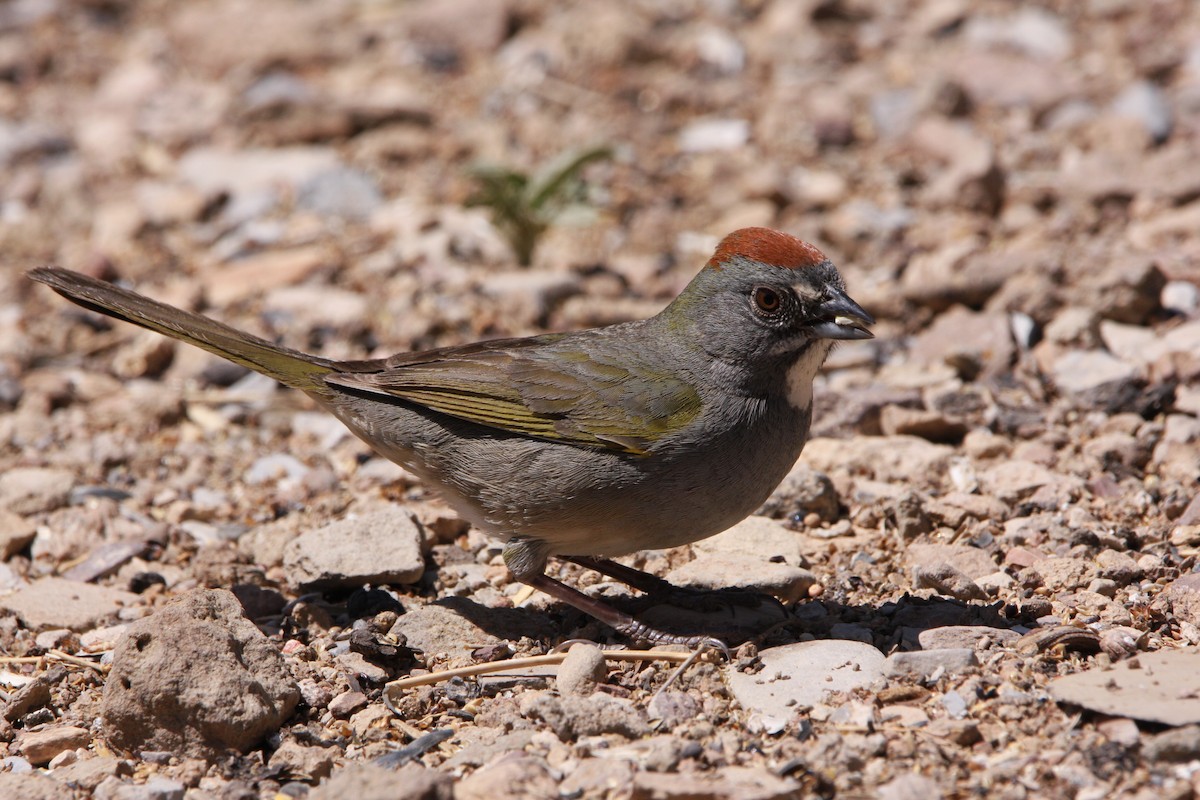 Green-tailed Towhee - ML637161040