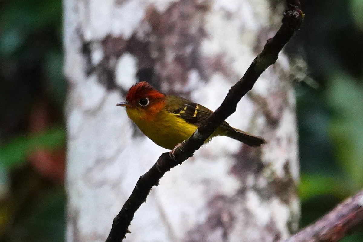 Yellow-breasted Warbler - ML637161041