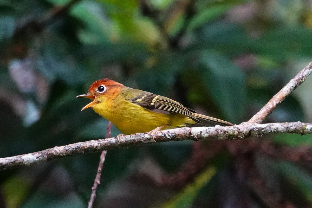 Yellow-breasted Warbler - ML637161042