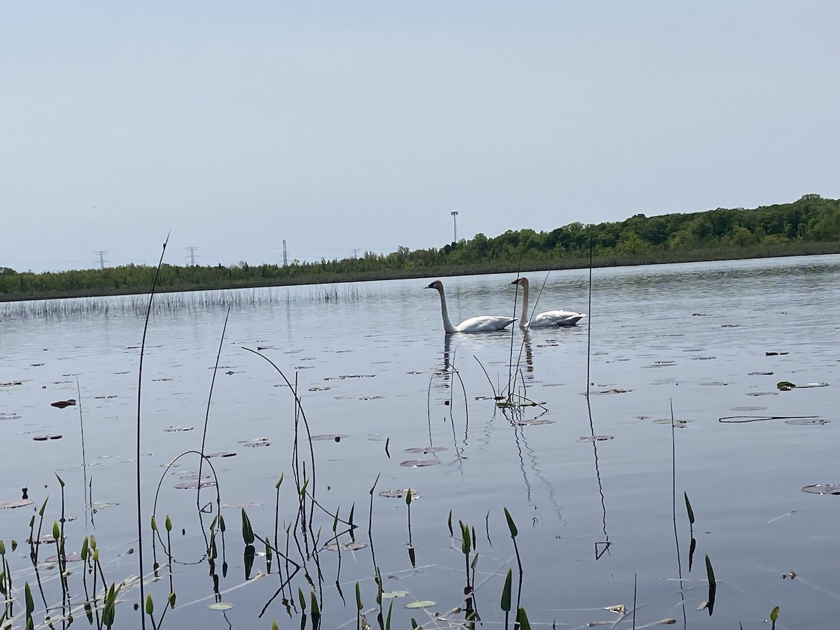 Trumpeter Swan - ML637161044