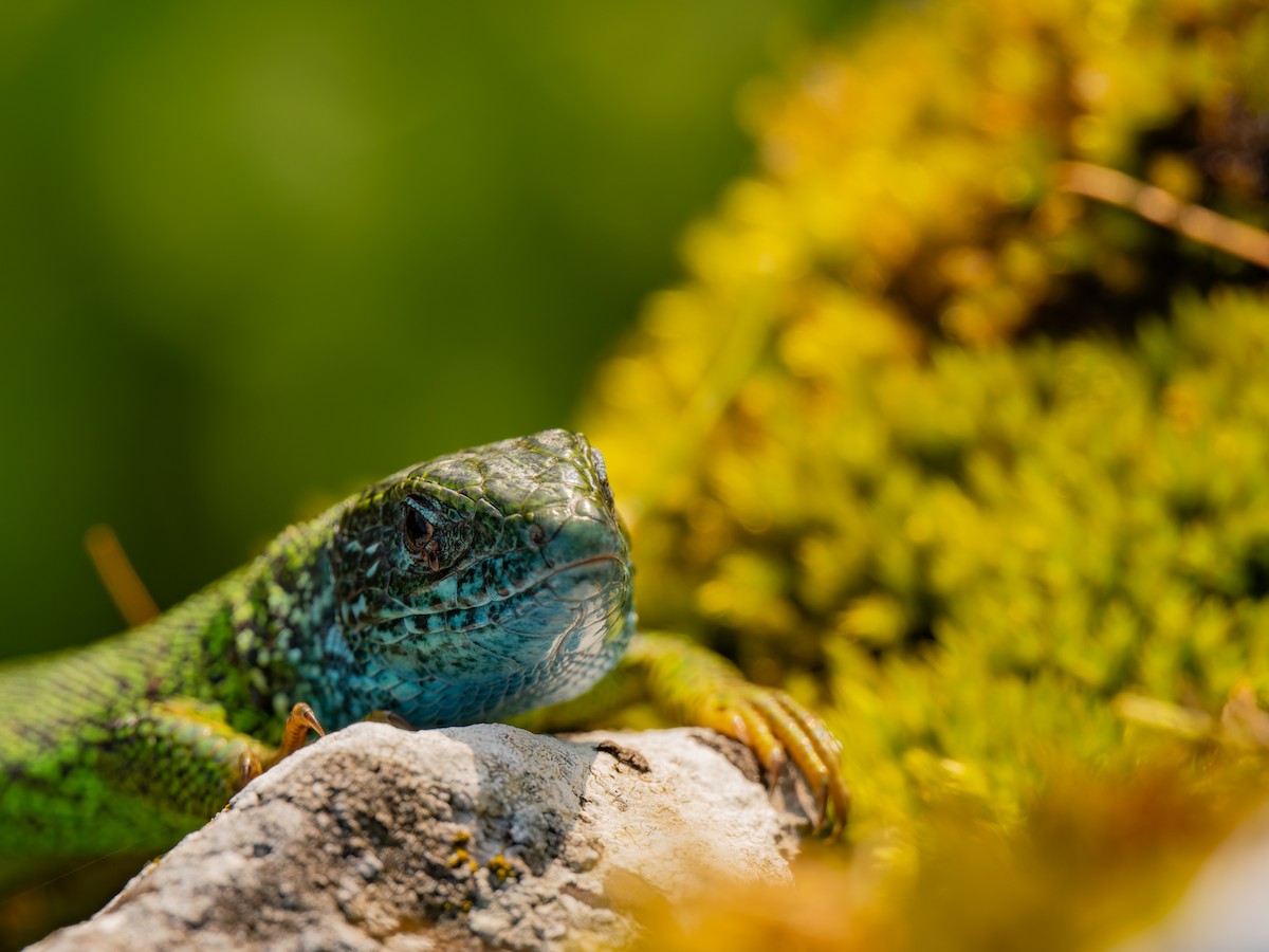 Central European Green Lizard - ML637161048