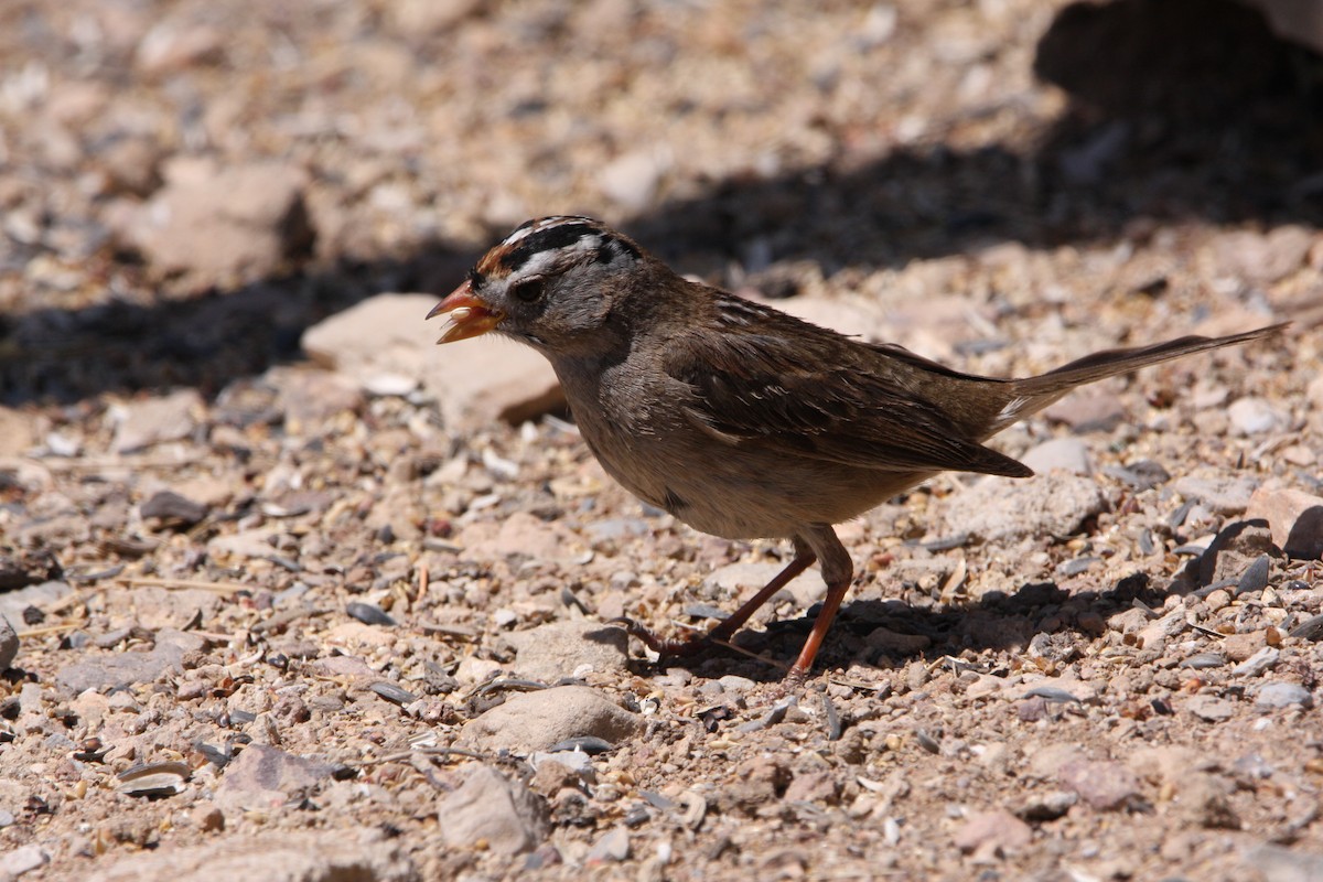 White-crowned Sparrow - ML637161065