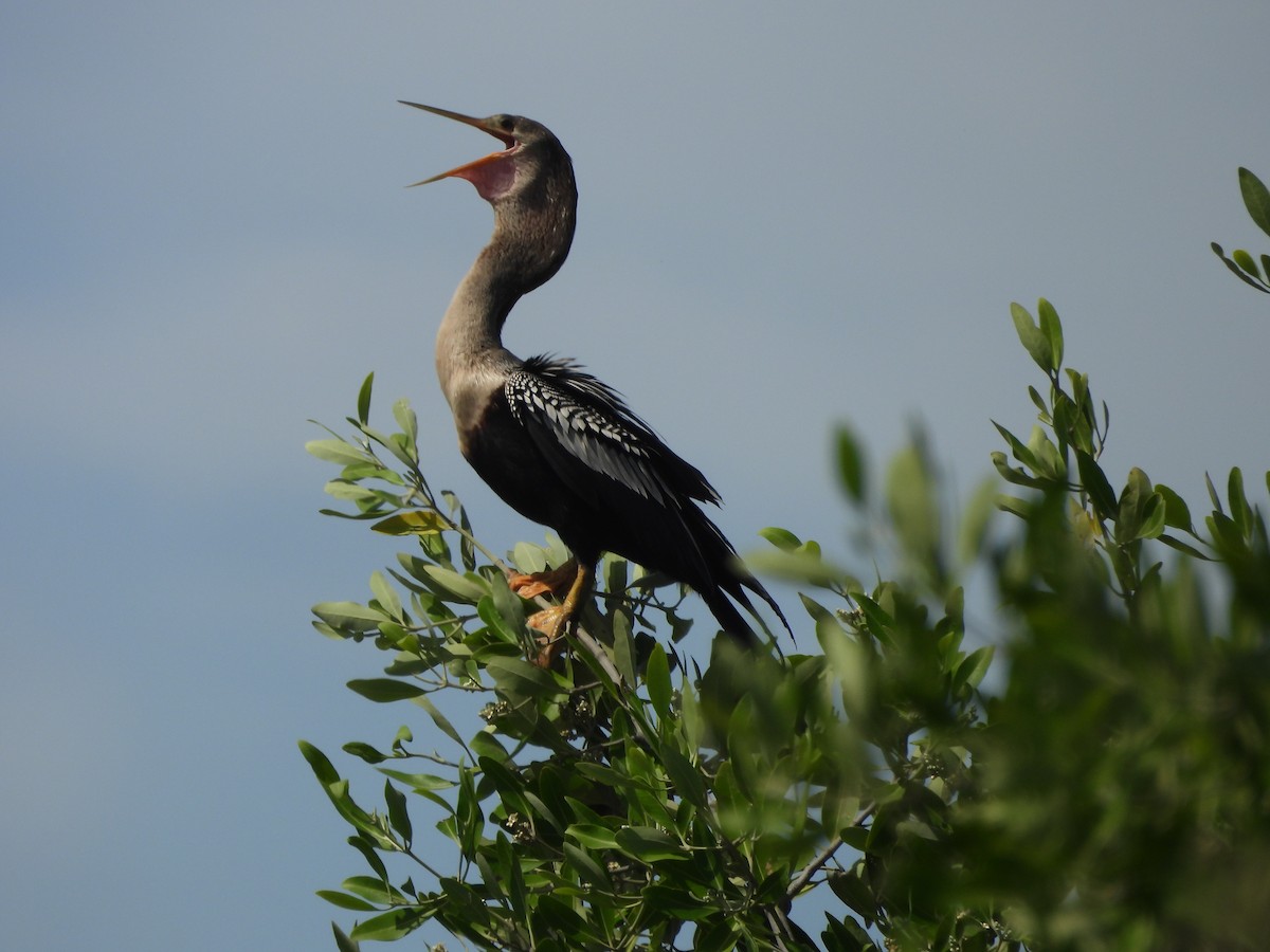 Anhinga amerikarra - ML637161117