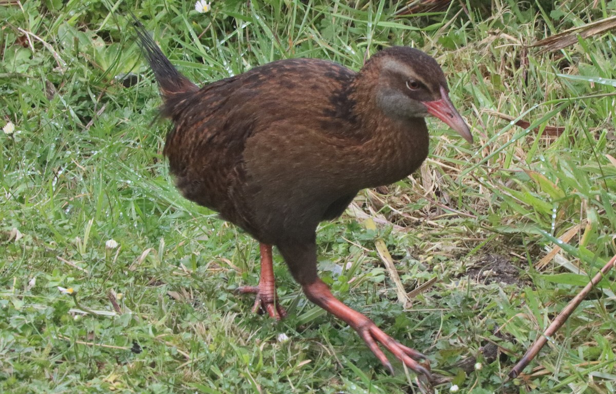 Weka - ML637161121