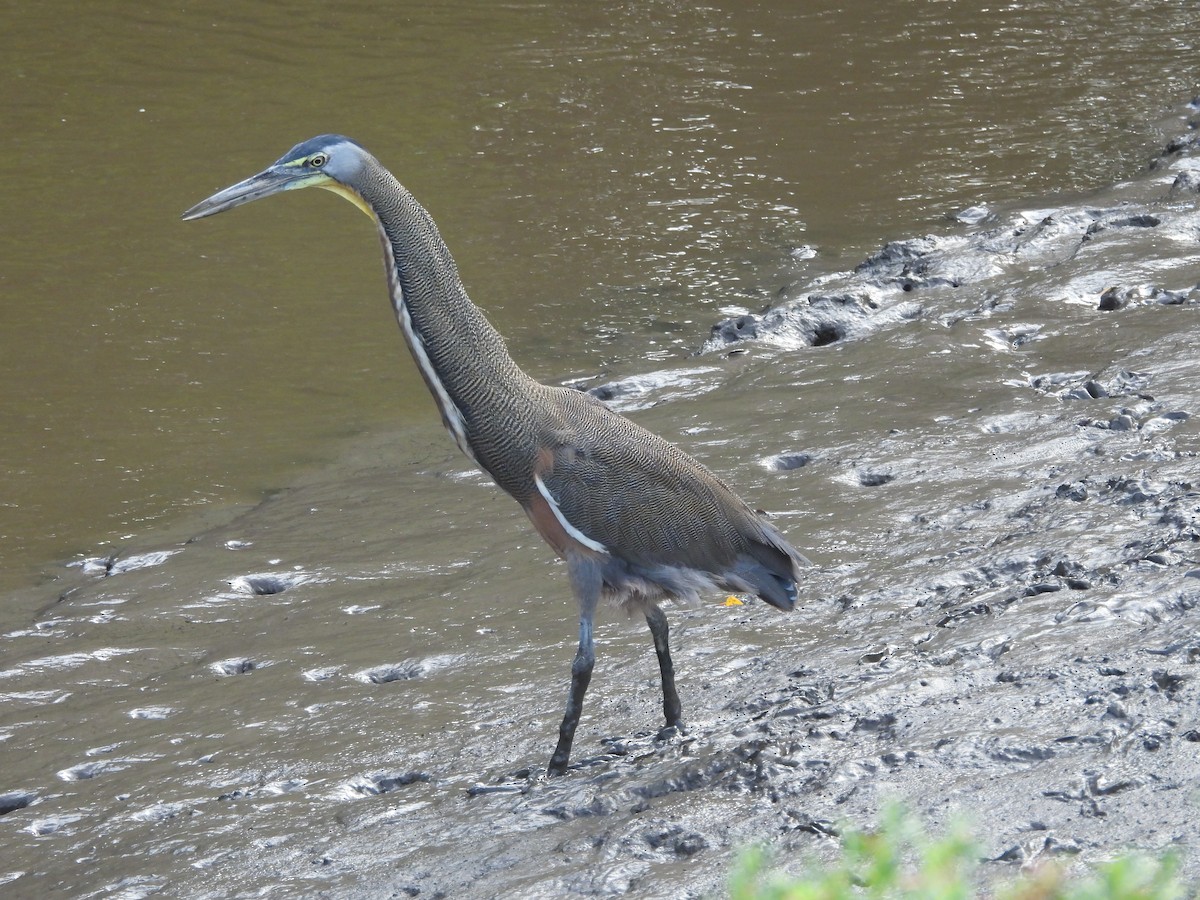 Bare-throated Tiger-Heron - ML637161149