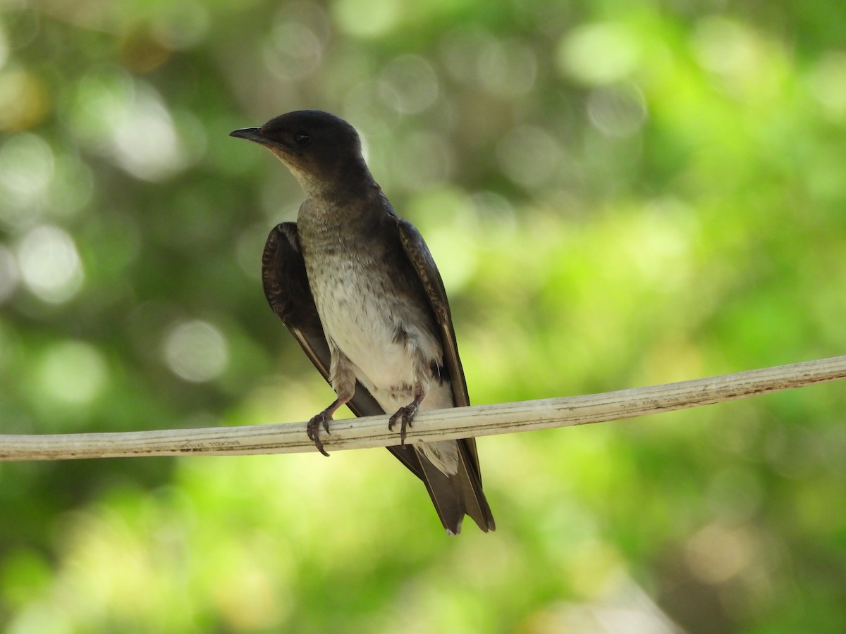 Gray-breasted Martin - ML637161195