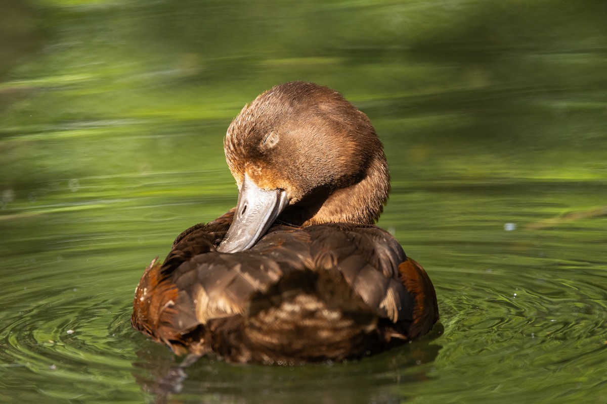 New Zealand Scaup - ML637161218