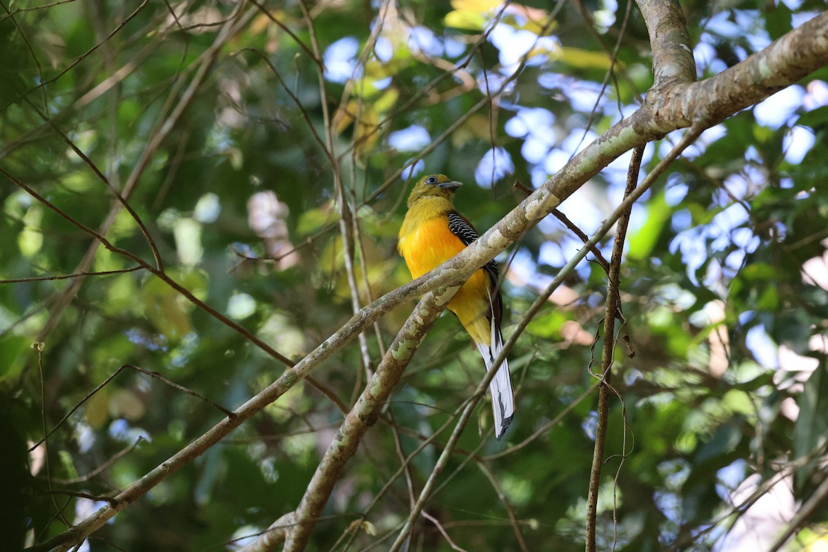 Orange-breasted Trogon - ML637161223