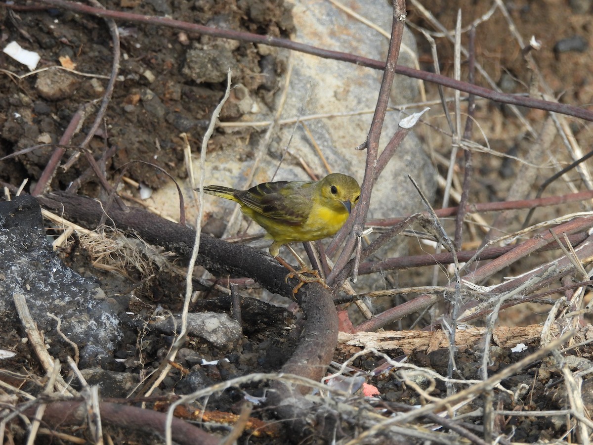 Yellow Warbler (Mangrove) - ML637161259
