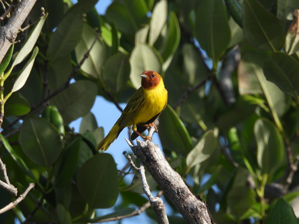 Yellow Warbler (Mangrove) - ML637161262