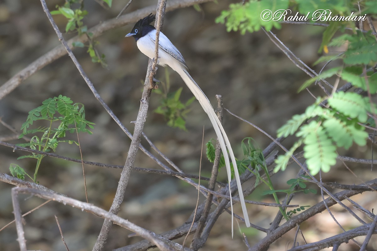 Indian Paradise-Flycatcher - ML637161342