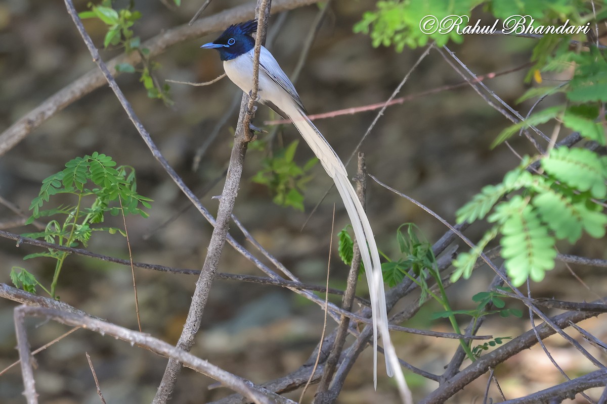 Indian Paradise-Flycatcher - ML637161343