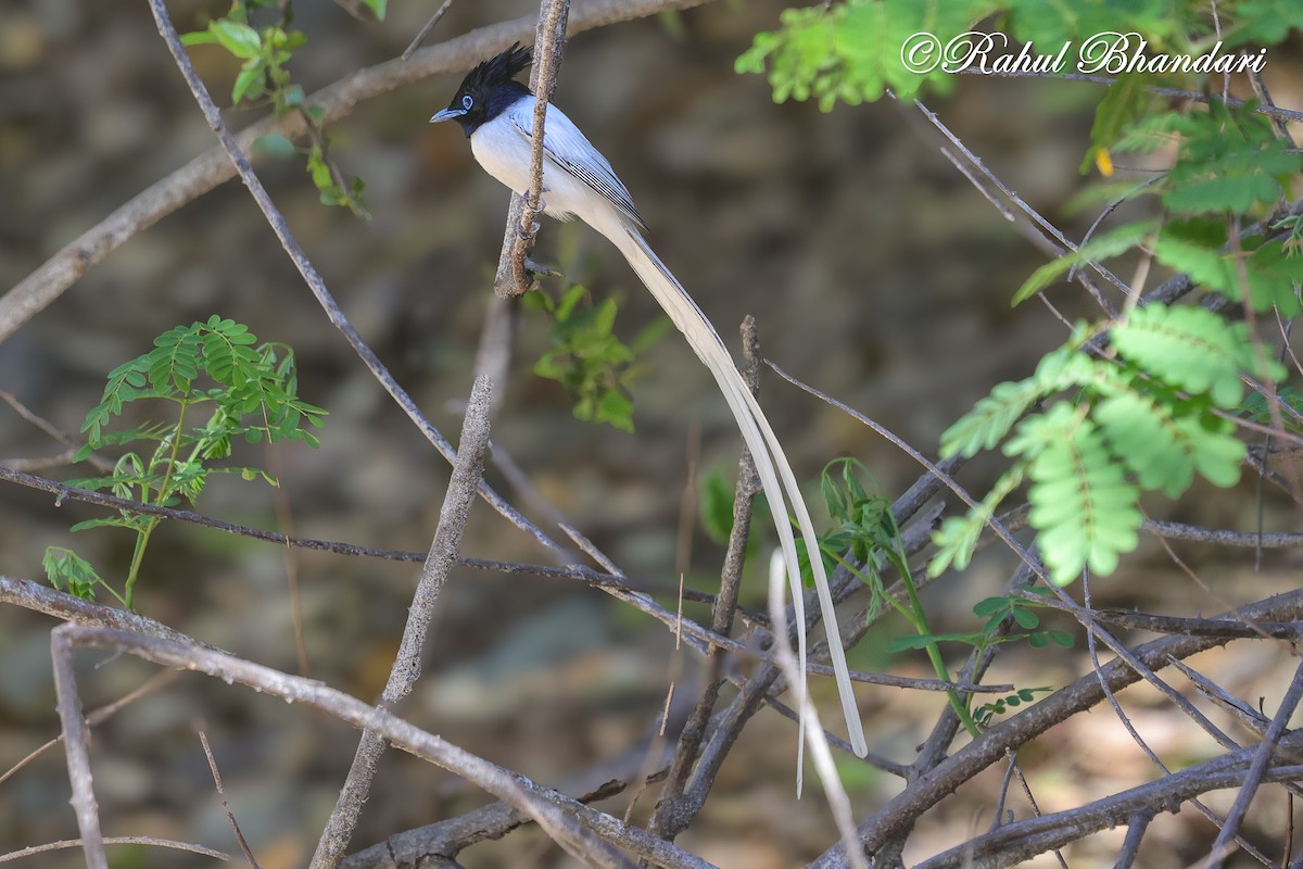 Indian Paradise-Flycatcher - ML637161344