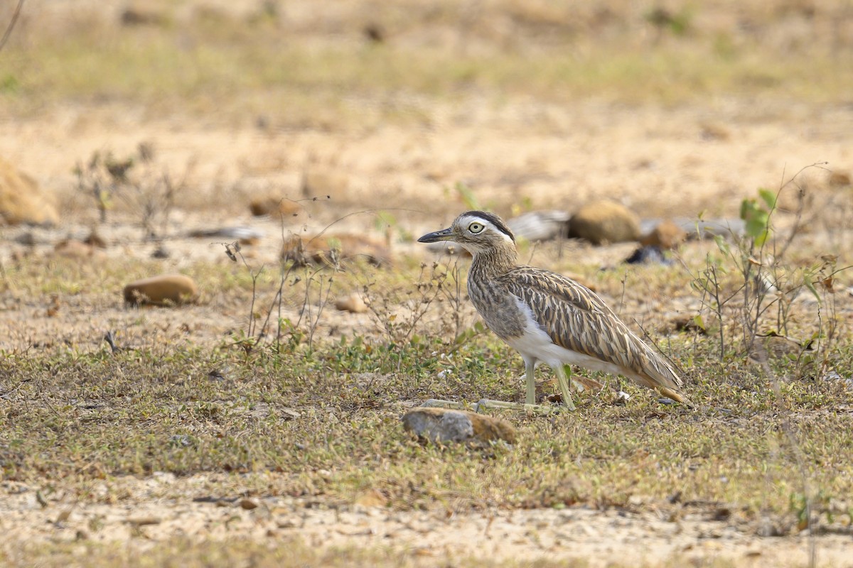 Double-striped Thick-knee - ML637161614
