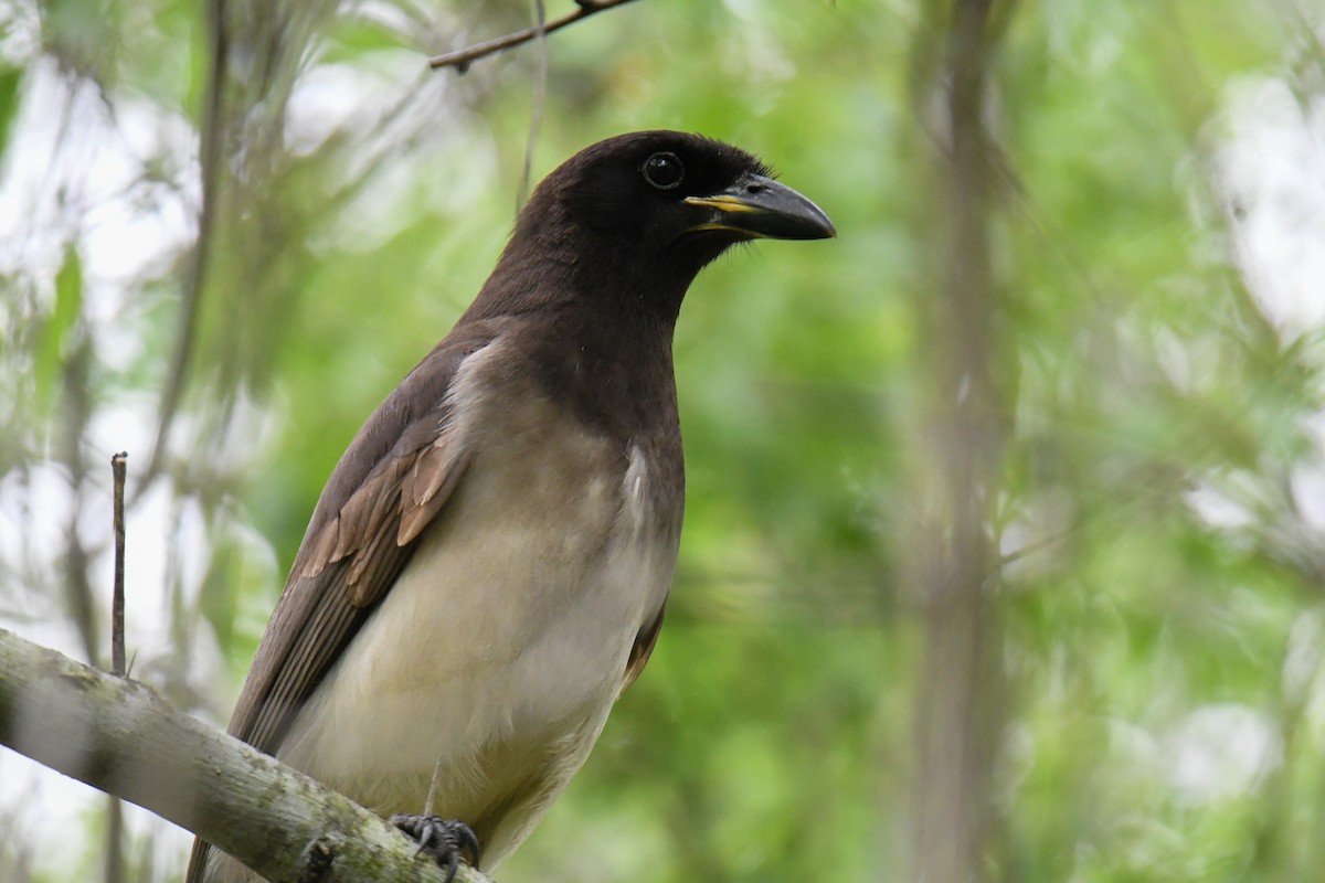 Brown Jay - ML637161642
