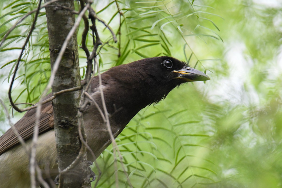 Brown Jay - ML637161643