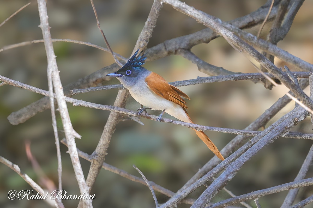 Indian Paradise-Flycatcher - ML637161663