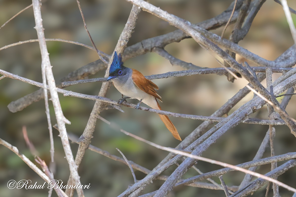 Indian Paradise-Flycatcher - ML637161664