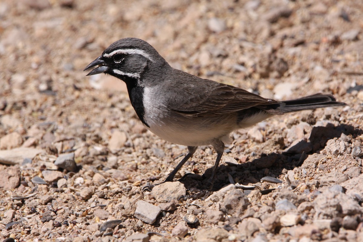 Black-throated Sparrow - ML637161665