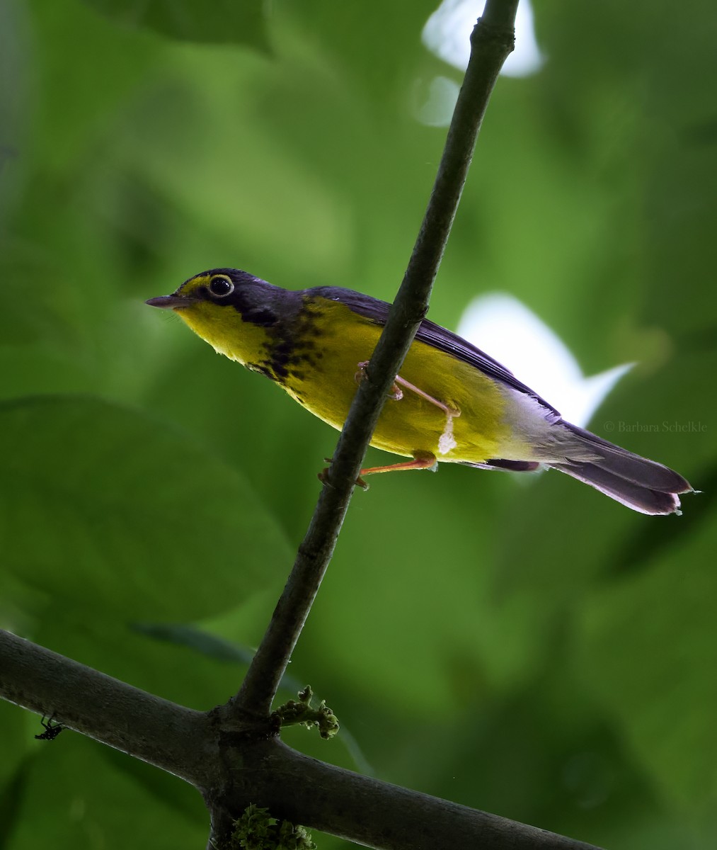 Canada Warbler - ML637161672