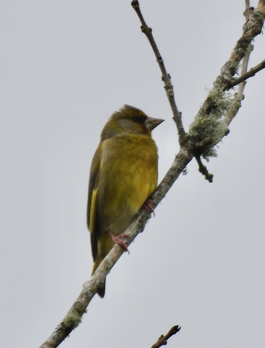 European Greenfinch - ML637161677