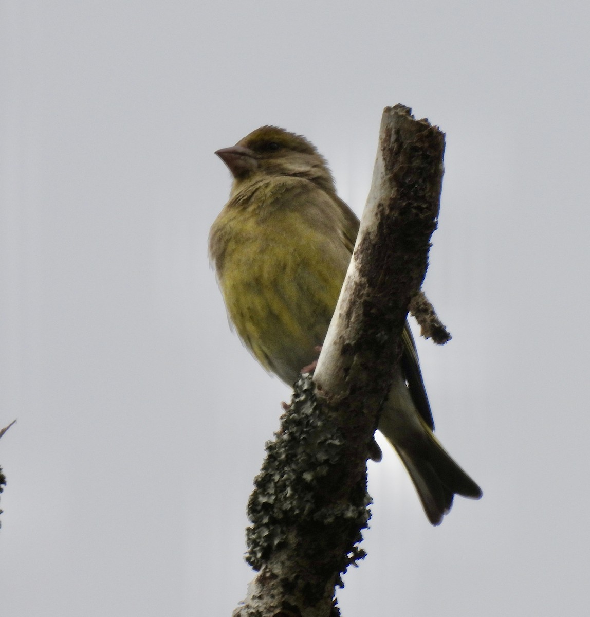 European Greenfinch - ML637161678