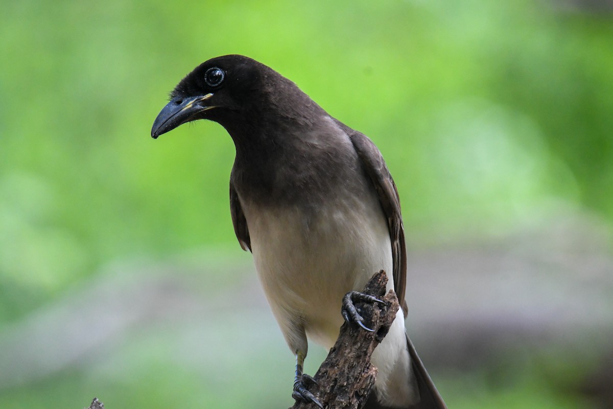 Brown Jay - ML637161689