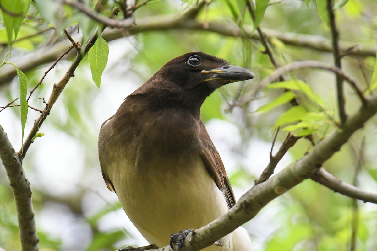 Brown Jay - ML637161690