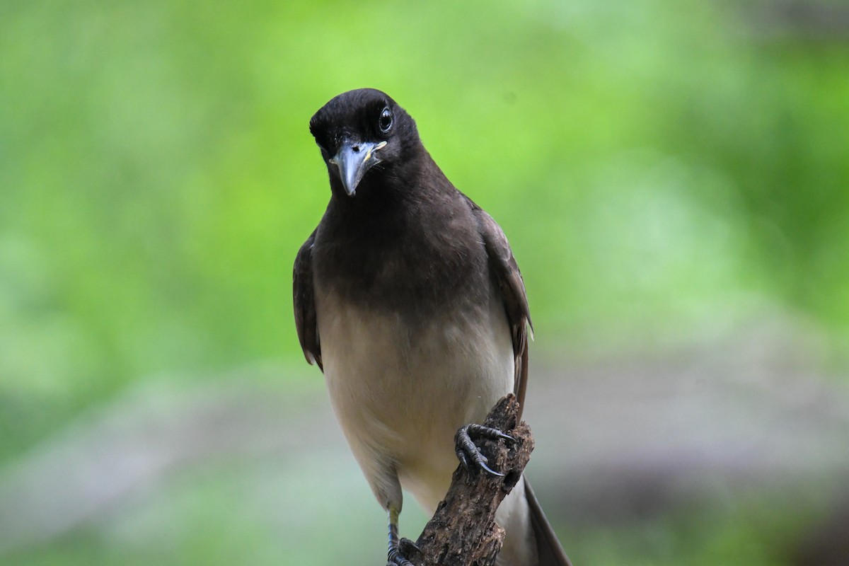 Brown Jay - ML637161691
