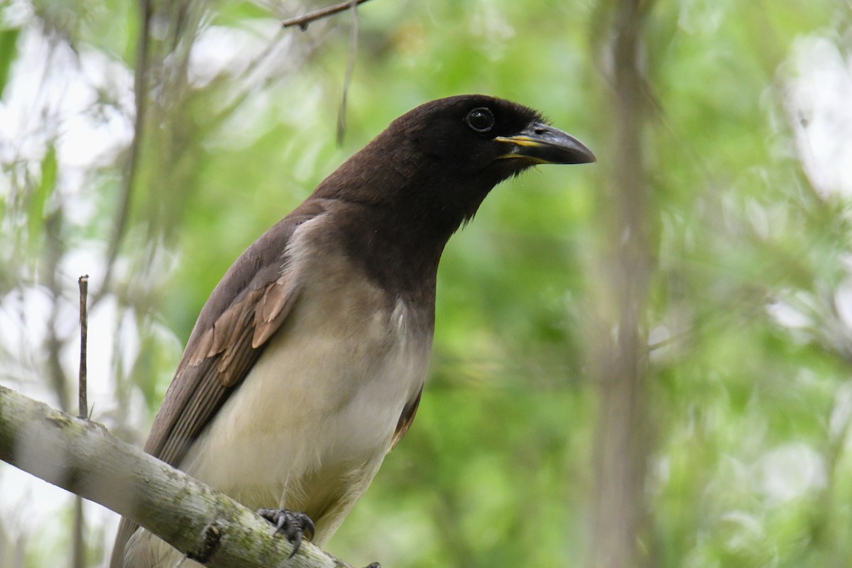 Brown Jay - ML637161693